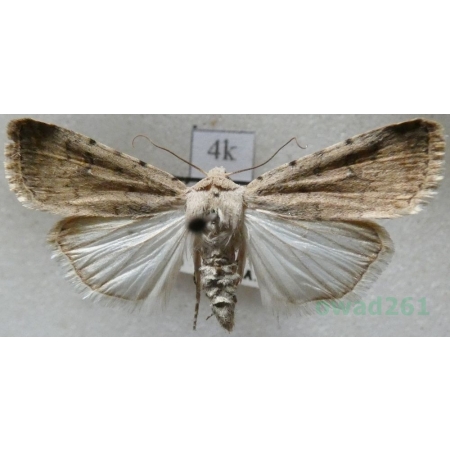 Caradrina clavipalpis Scopoli, 1763 Światłówka izdebnica Czech4k